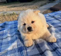 ICE ICE BABY, a male Chow Chow for sale in California, CA – 8 of 8