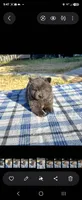 SILVER JET (ROUGH), a male Chow Chow for sale in California, CA – 5 of 9