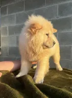TAMARA (ROUGH COAT), a female Chow Chow for sale in California, CA – 5 of 5