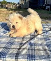 PUFF N STUFF (ROUGH), a male Chow Chow for sale in California, CA – 3 of 7