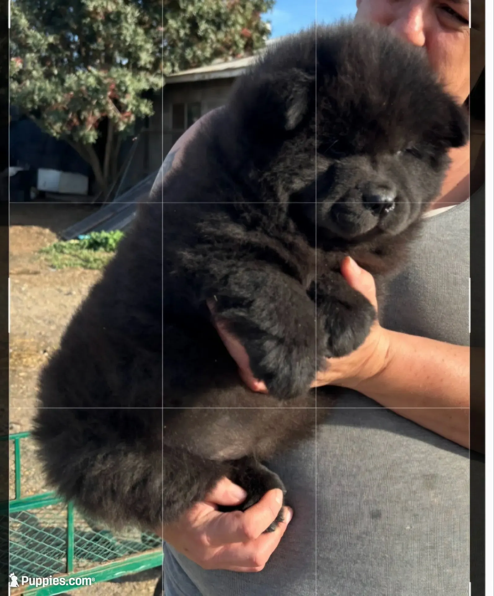 CALVIN (Rough Coat), a male Chow Chow for sale in California, CA – 2 of 4