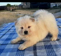 ICE ICE BABY, a male Chow Chow for sale in California, CA – 6 of 8