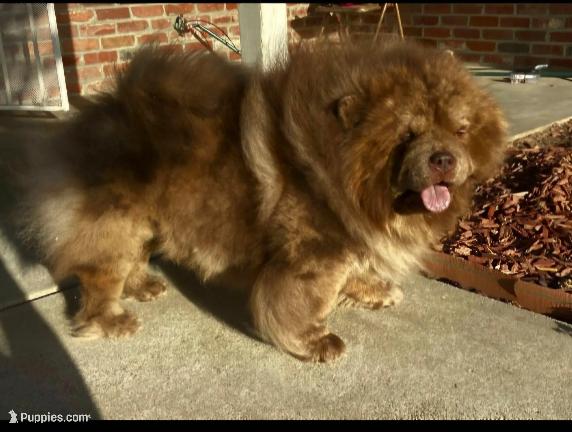 DOMINOES, a male Chow Chow for sale in California, CA – 9 of 9