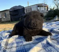 MIDNIGHT, a male Chow Chow for sale in California, CA – 3 of 8
