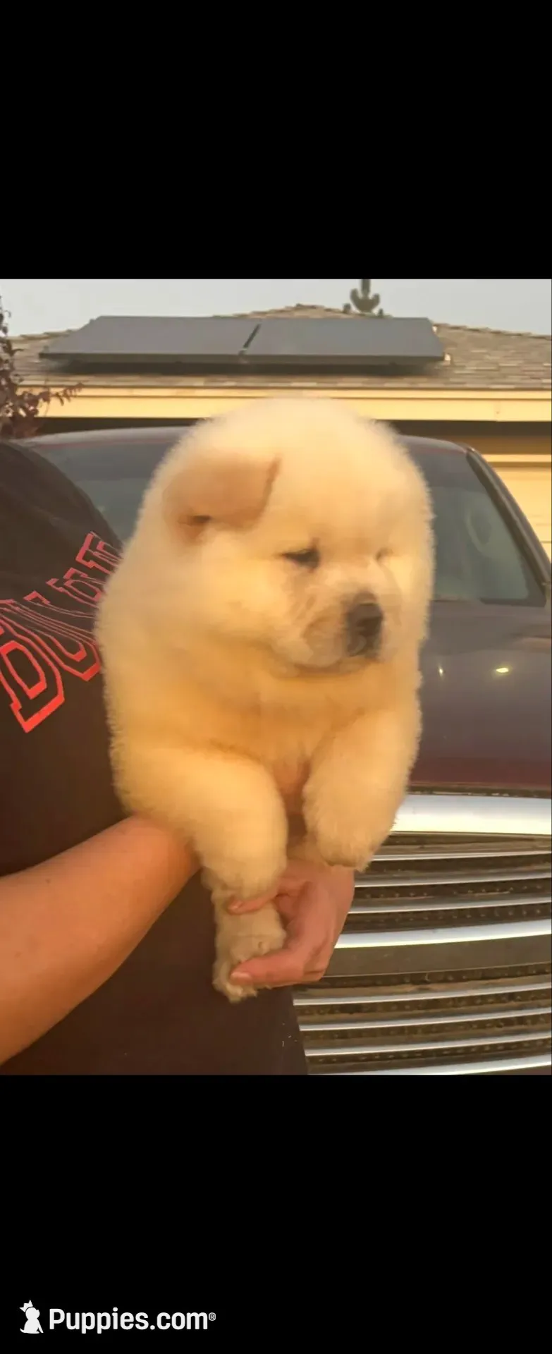 Starlight, a female Chow Chow for sale in California, CA – 5 of 8