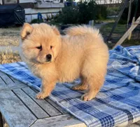 SUNSHINE, a female Chow Chow for sale in California, CA – 10 of 10