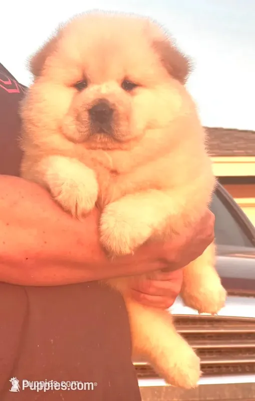 Sandy – Chow Chow puppy for sale in California, CA