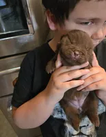 CHOCOLATE DREAM, a female Chow Chow for sale in California, CA – 4 of 6