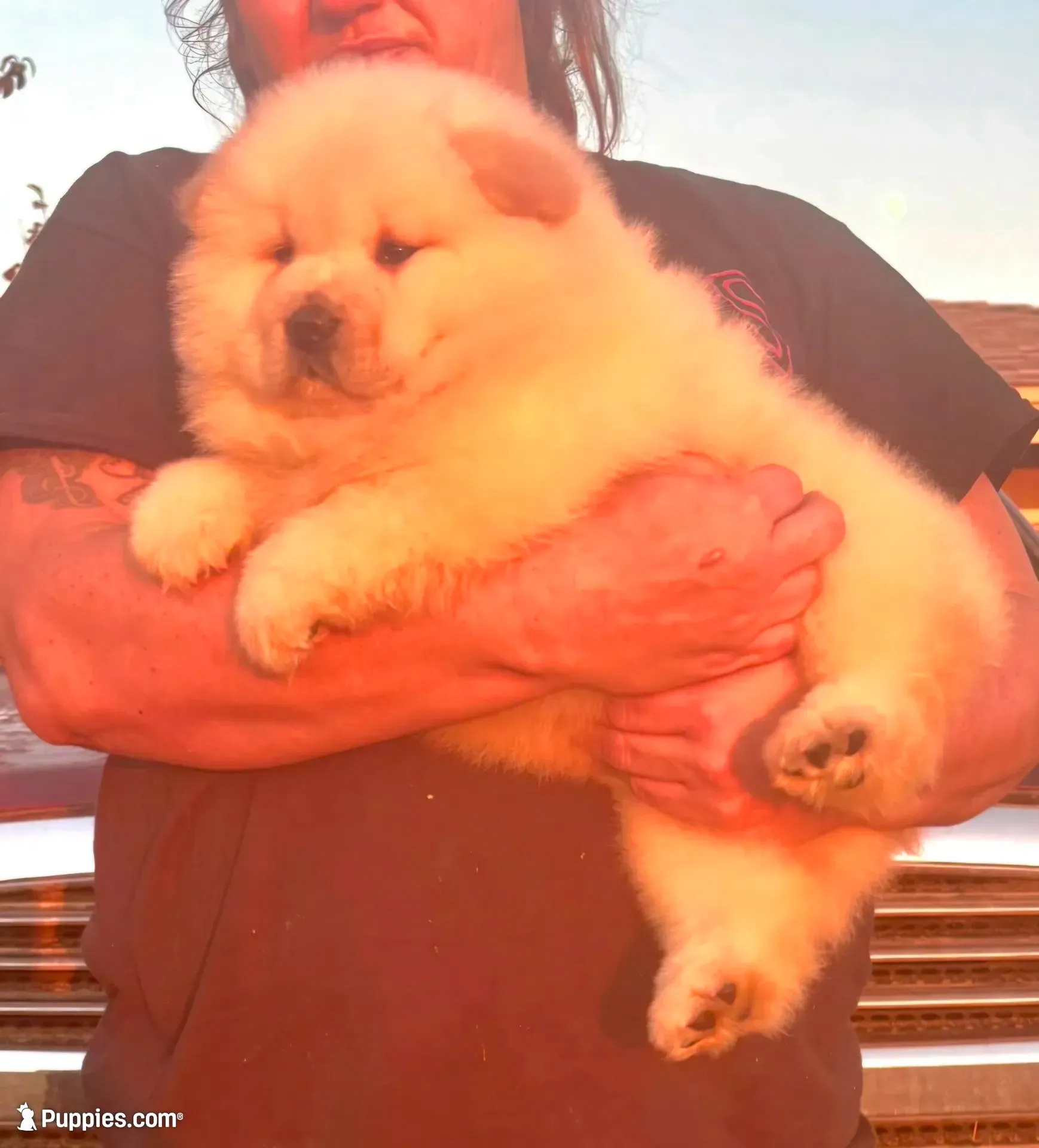 Sandy, a male Chow Chow for sale in California, CA – 5 of 8