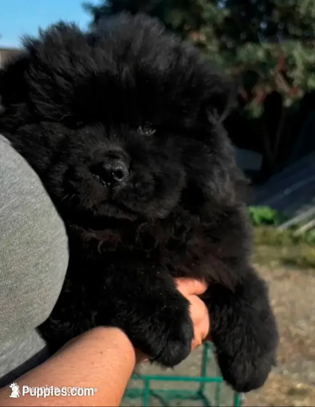KARL (Rough Coat) – Chow Chow puppy for sale in California, CA