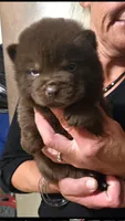 CHOCOLATE DREAM, a female Chow Chow for sale in California, CA – 5 of 8