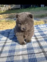 SILVER JET (ROUGH), a male Chow Chow for sale in California, CA – 4 of 9