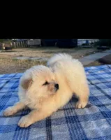 ICE ICE BABY, a male Chow Chow for sale in California, CA – 3 of 8