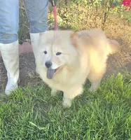 SPARKLES, a female Chow Chow for sale in California, CA – Photo 2 of 7