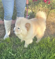 SPARKLES, a female Chow Chow for sale in California, CA – Photo 6 of 7