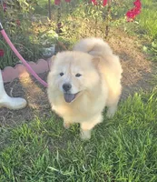 SPARKLES, a female Chow Chow for sale in California, CA – Photo 4 of 7