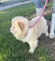 SPARKLES, a female Chow Chow for sale in California, CA – Photo 3 of 7