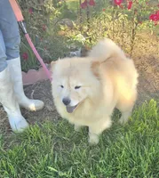 SPARKLES, a female Chow Chow for sale in California, CA – Photo 7 of 7