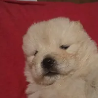 SPARKLES, a female Chow Chow for sale in California, CA – Photo 1 of 2