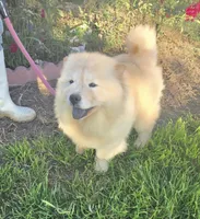 SPARKLES, a female Chow Chow for sale in California, CA – Photo 5 of 7