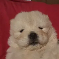 SPARKLES, a female Chow Chow for sale in California, CA – Photo 2 of 2