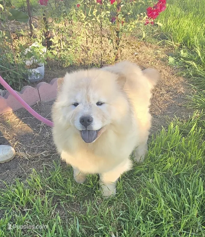 SPARKLES – Chow Chow puppy for sale in California, CA