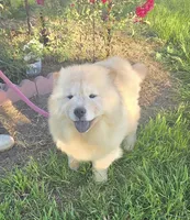 SPARKLES, a female Chow Chow for sale in California, CA – Photo 1 of 7