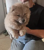 CINDER , a female Chow Chow for sale in California, CA – 3 of 7