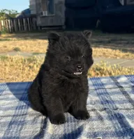 DEVONTAY, a male Chow Chow for sale in California, CA – 5 of 7