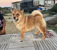 BROWN BEAR, a female Chow Chow for sale in California, CA – 7 of 9
