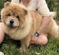 Kiara, a female Chow Chow for sale in California, CA – Photo 4 of 4