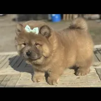 Kiara, a female Chow Chow for sale in California, CA – Photo 3 of 5