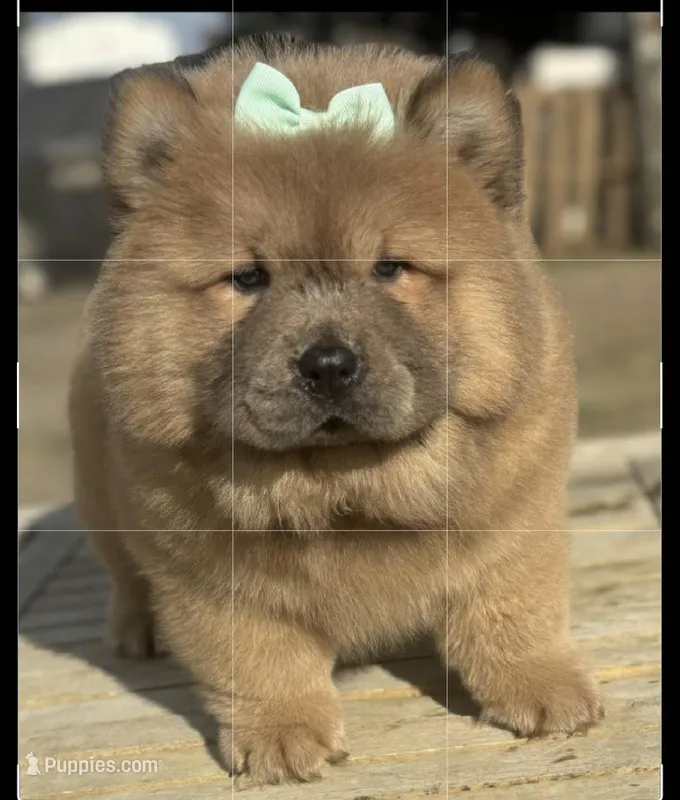 Kiara – Chow Chow puppy for sale in California, CA