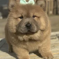 Kiara, a female Chow Chow for sale in California, CA – Photo 5 of 5