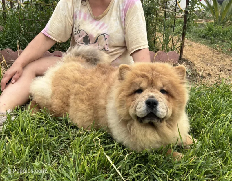 Kiara – Chow Chow puppy for sale in California, CA