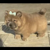 Kiara, a female Chow Chow for sale in California, CA – Photo 1 of 5