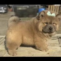 Kiara, a female Chow Chow for sale in California, CA – Photo 4 of 5
