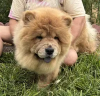 Kiara, a female Chow Chow for sale in California, CA – Photo 1 of 4