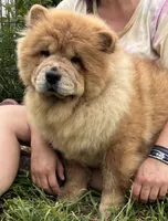 Kiara, a female Chow Chow for sale in California, CA – Photo 2 of 4
