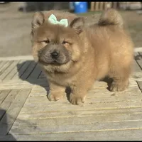 Kiara, a female Chow Chow for sale in California, CA – Photo 2 of 5