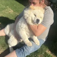 TEDDY BEAR, a male Chow Chow for sale in California, CA – Photo 5 of 5