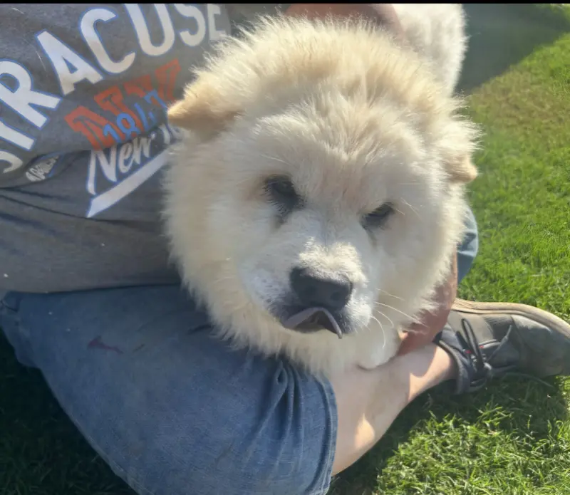 TEDDY BEAR – Chow Chow puppy for sale in California, CA