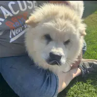 TEDDY BEAR, a male Chow Chow for sale in California, CA – Photo 4 of 5