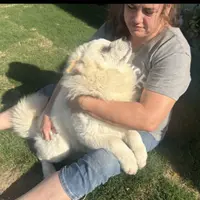 TEDDY BEAR, a male Chow Chow for sale in California, CA – Photo 3 of 5