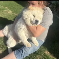 TEDDY BEAR, a male Chow Chow for sale in California, CA – Photo 1 of 5