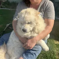 TEDDY BEAR, a male Chow Chow for sale in California, CA – Photo 2 of 5
