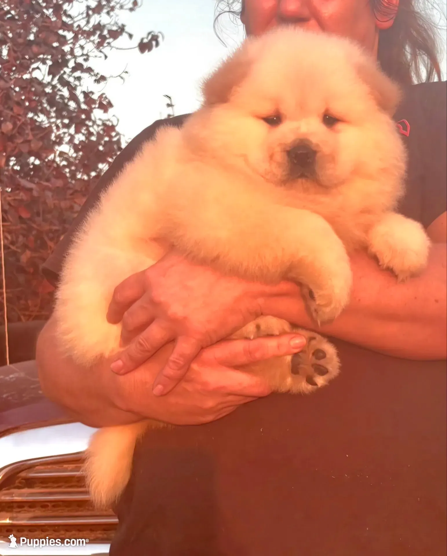 Sandy, a male Chow Chow for sale in California, CA – 2 of 8