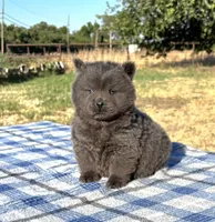 SILVER JET (ROUGH), a male Chow Chow for sale in California, CA – 2 of 9