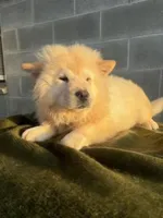 TAMARA (ROUGH COAT), a female Chow Chow for sale in California, CA – 2 of 5