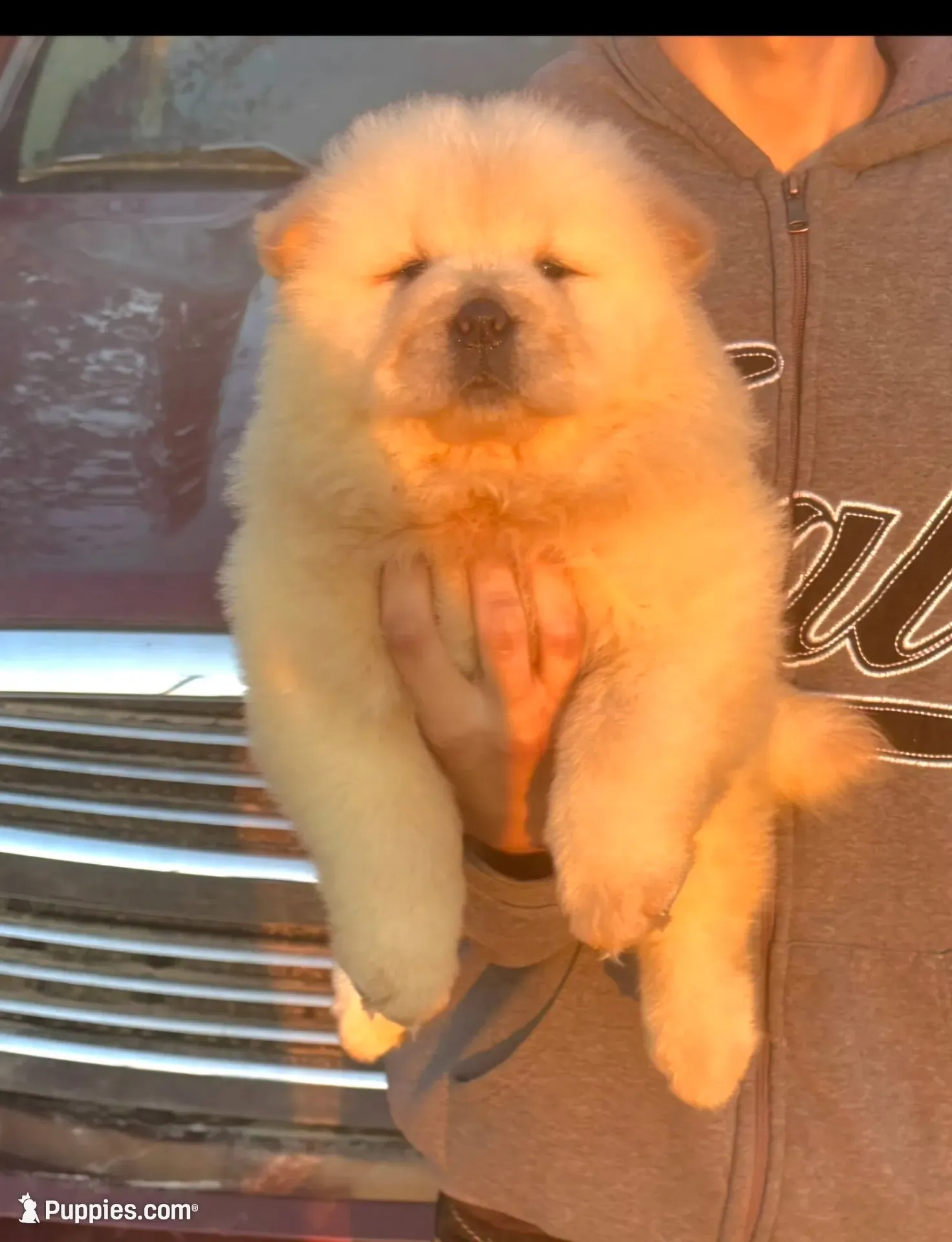Sloan, a male Chow Chow for sale in California, CA – 5 of 5
